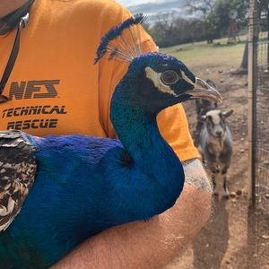 Meet your Posher, Bruce